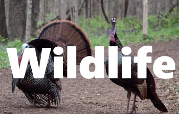 wildlife heading