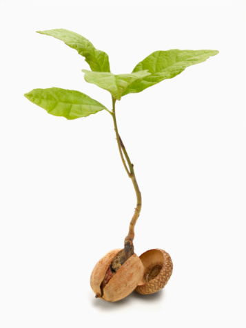 Oak Seedling